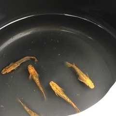 【クリアブラウン】メダカ