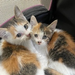 【決まりました】可愛い三毛猫兄弟