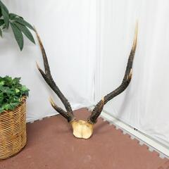 ☆鹿の角☆