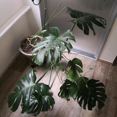 【観葉植物】モンステラ〈大きめ〉イケアなど海外インテリアお好きな方に♪