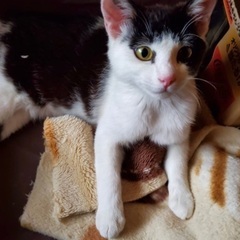 野良猫ちゃんの里親さん募集