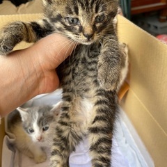 ♡トラ猫ちゃんの里親募集です♡