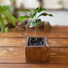 再販　値下げ コーヒーの木と木のプランターのセットの画像