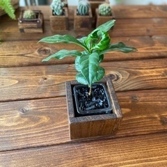 再販　値下げ コーヒーの木と木のプランターのセットの画像