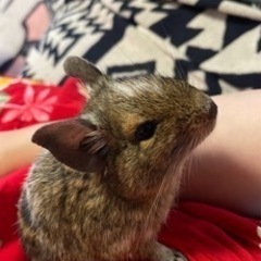 デグー2匹一緒に飼ってくれる方、ケージ付き