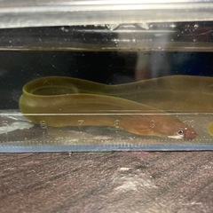 ナミダカワウツボ、その他入荷