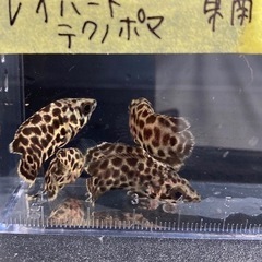 ナミダカワウツボ、その他入荷の画像
