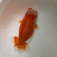 協会系　らんちゅう　二歳魚