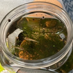 (決定)だるまメダカ！