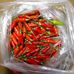 🌶️島とうがらし21日火曜までです