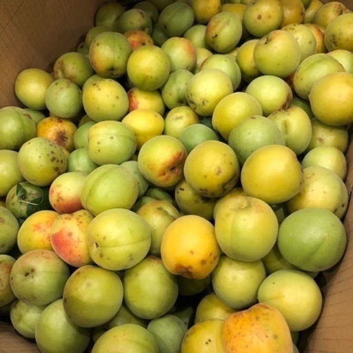 無農薬　青梅　2.5kg