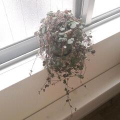 【観葉植物】ハートカズラ 多肉植物 イケアフランフランなど海外イ...