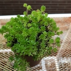 多肉植物⑤