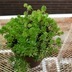 ランキングキーワードに紐づく投稿画像-多肉植物