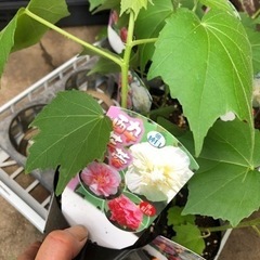 酔芙蓉