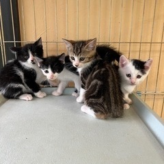 1.5ヶ月の子猫里親募集