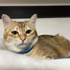 里親様決定しました！ありがとうございました！