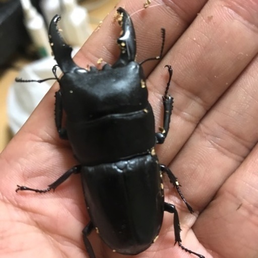 お陰様で完売いたしました。ありがとうございました。ヒラタクワガタオス2 メス1