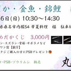めだか販売〜めだかクジ