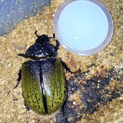 モロンオオカブトの旦那様を探しております。