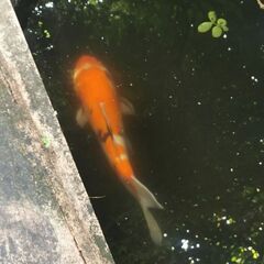 錦鯉