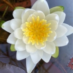 睡蓮ビニールポット🌸の画像