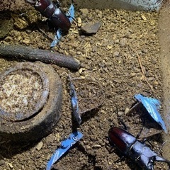 国産ノコギリクワガタ！！✨　１匹300円