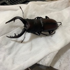 国産ノコギリクワガタ！！✨　１匹300円の画像