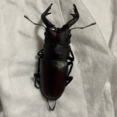 国産ノコギリクワガタ！！✨　１匹300円の画像
