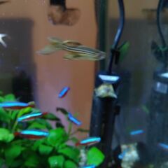 熱帯魚　セットの画像