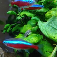 熱帯魚　セットの画像