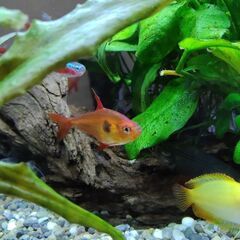 熱帯魚　セットの画像