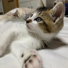 【里親さん決まりました】生後1ヶ月 仮名小梅ちゃん 食いしん坊のキジ白