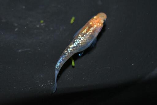 値下げ→メダカ ラメ王の幼魚 5匹セットです(*^^*)