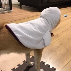 あげます イオンペット 犬用 ハロウィン衣装 2Lサイズの画像