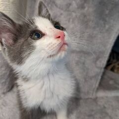 ◎里親決定 グレーと白がキレイな子猫の女の子 園(その)ちゃん