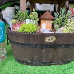 ①多肉植物鉢植え