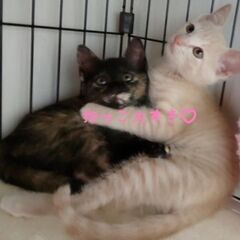 微笑ましい♡ほっこり兄妹 - 里親募集