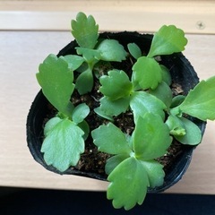 多肉植物　マザーリーフ　子宝草の画像