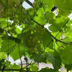 料理教室日程（７月～９月）の画像