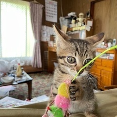 この子の里親募集①