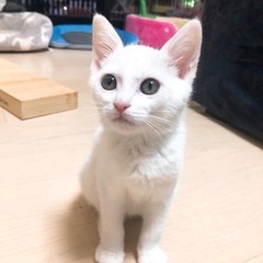 キトンキャップの白猫さん　あめくん