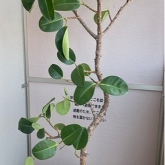 フィカス・ソフィア　大型観葉植物