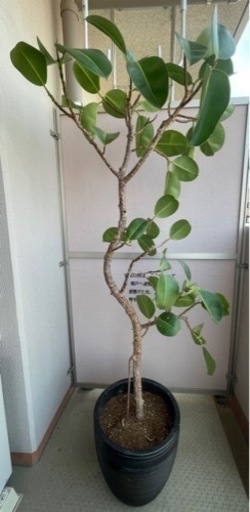 フィカス・ソフィア　大型観葉植物