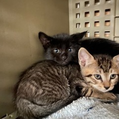 おっとりなとら猫とやんちゃな黒猫🐈‍⬛