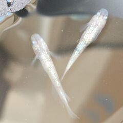 ◆値下／数増◆メダカ（白斑ラメサファイア）《2021年生：成魚》...