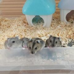 ジャンガリアンハムスターの里親募集