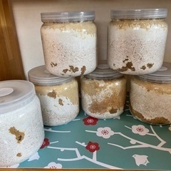 パラワンオオヒラタクワガタ　菌糸瓶幼虫　ペアリング使用オス