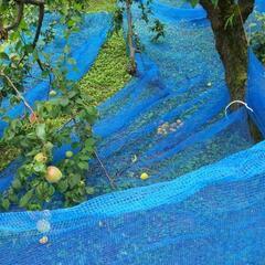 減農薬栽培 南高梅 完熟落下ネット受け ５kgの画像