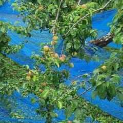 減農薬栽培 南高梅 完熟落下ネット受け ５kgの画像